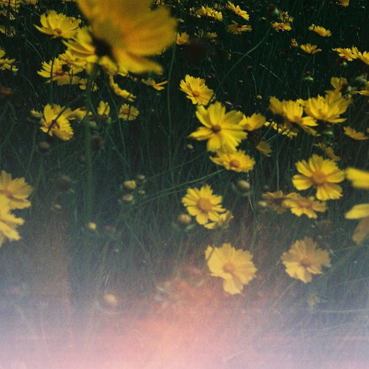 Abel Fragrance | Pause | 50ml | Palm Boutique