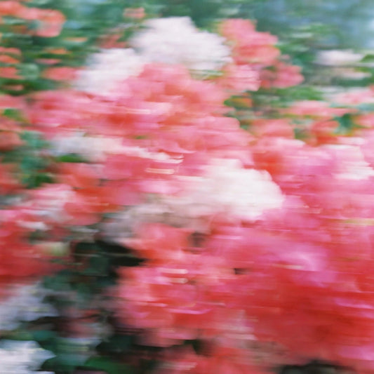 Abel Fragrance | Pink Iris Mini | 6ml | Palm Boutique