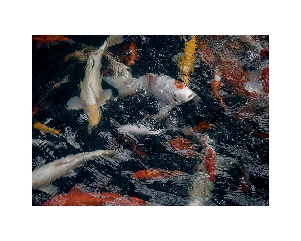 Good & Co | The Koi Pond | Oversized | Palm Boutique