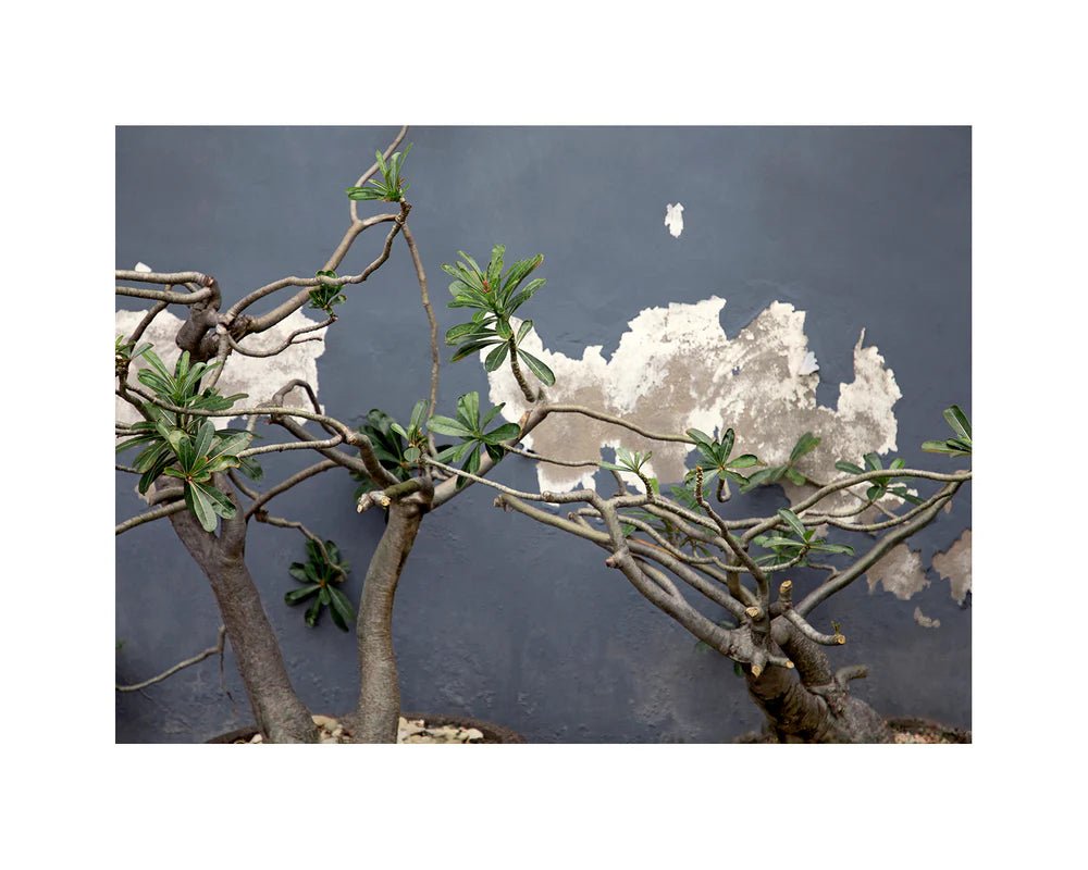 Good & Co | Island Rose | Oversized | Palm Boutique